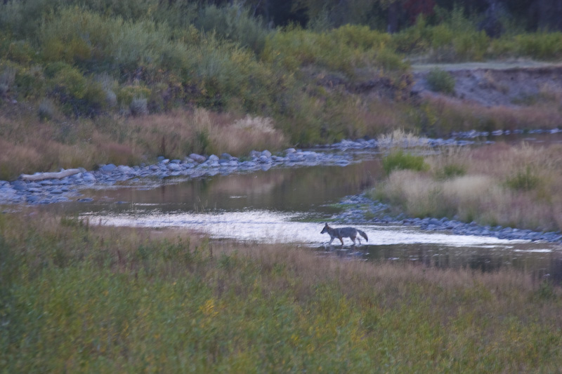 Coyote Crossing Snake River At Dusk